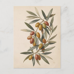 Vintage Botanical Olive Branch Olives Postcard