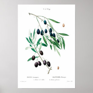 VINTAGE BOTANICAL "OLIVE" REDOUTÉ POSTER