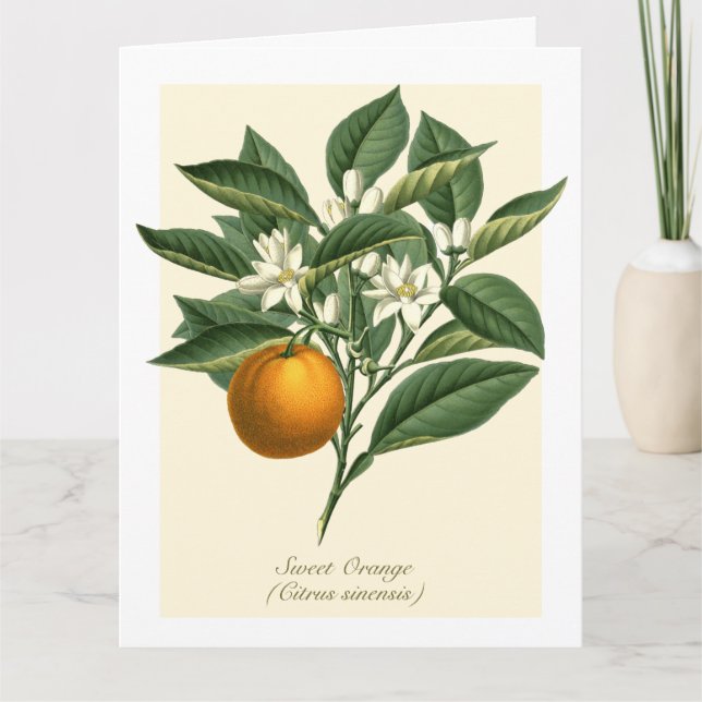 Vintage Botanical Orange Fruit Blossom Leaves Card (Front)