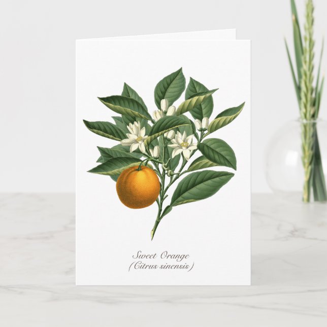Vintage Botanical Orange Fruit Blossom Leaves Card (Front)