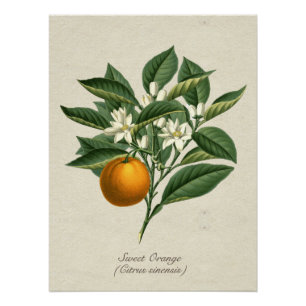 Vintage Botanical Orange Fruit Blossom Leaves Post Poster