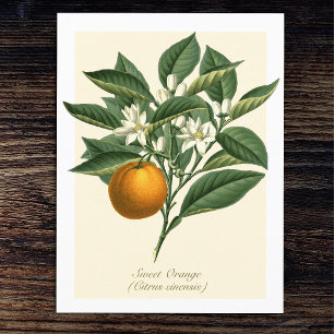 Vintage Botanical Orange Fruit Blossom Leaves Postcard