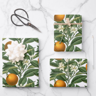 Vintage Botanical Orange Fruit Blossom Pattern  Wrapping Paper Sheet