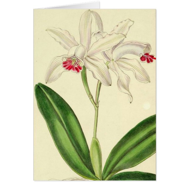 Vintage Botanical Orchids Card (Front)