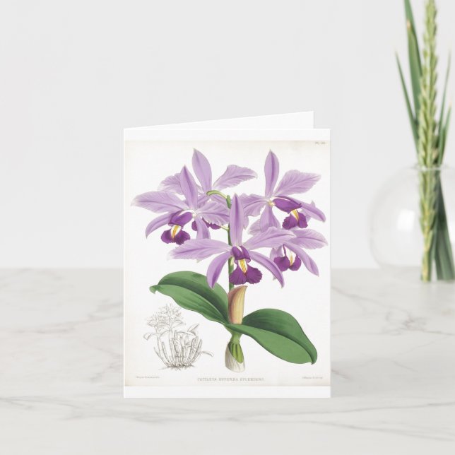 Vintage Botanical Orchids Card (Front)