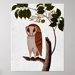 Vintage Botanical Owl, Boorong Antoo Poster