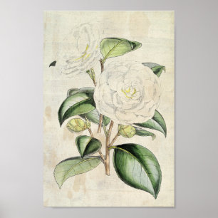 Vintage Botanical Pearl Camellia Poster