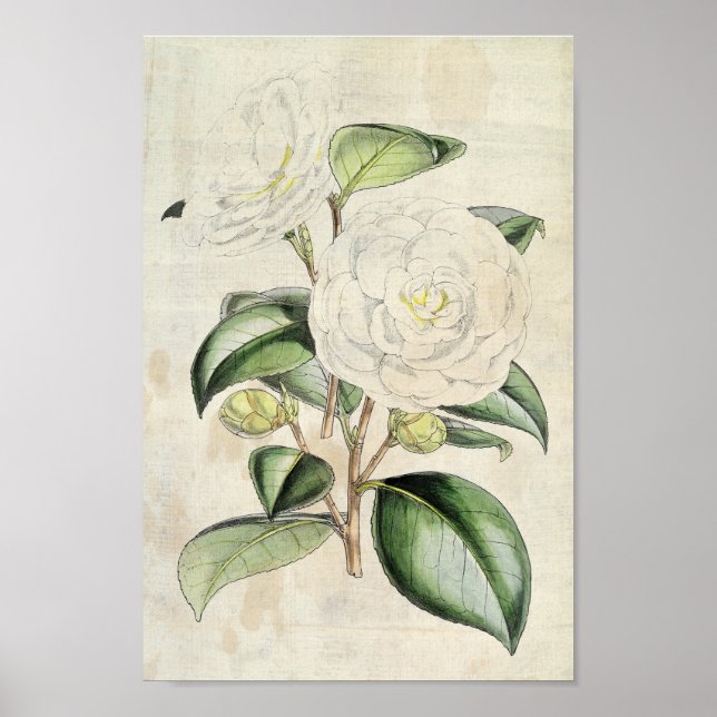 Vintage Botanical Pearl Camellia Poster (Front)