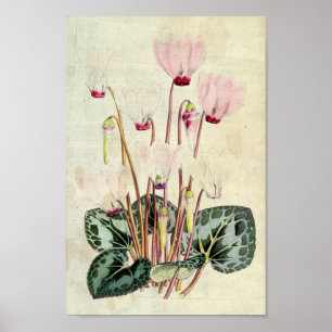 Vintage Botanical Persian Cyclamen Poster