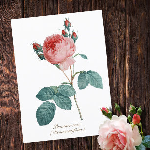 Vintage Botanical Pink Provence Rose Floral Postcard