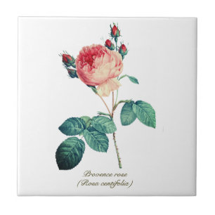 Vintage Botanical Pink Provence Rose Floral Tile