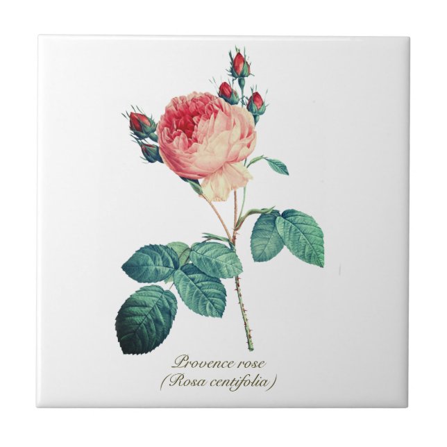 Vintage Botanical Pink Provence Rose Floral Tile (Front)