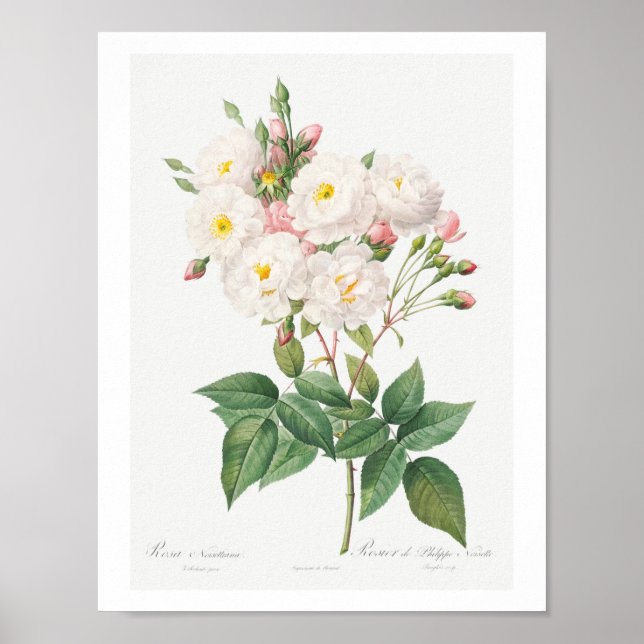 VINTAGE BOTANICAL PINK ROSE ILLUSTRATION  POSTER (Front)