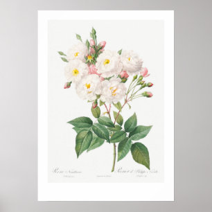 VINTAGE BOTANICAL PINK ROSE ILLUSTRATION  POSTER