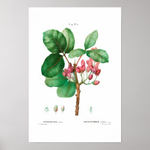 VINTAGE BOTANICAL "PISTACHIO" REDOUTÉ POSTER