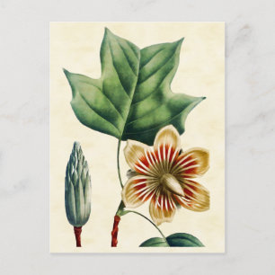 Vintage Botanical Poplar Tulip Tree Illustration Postcard