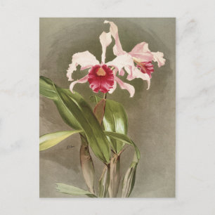 Vintage Botanical Postcard