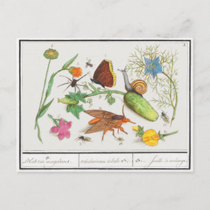 Vintage botanical postcard with butterfly and snai