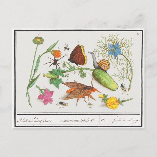 Vintage botanical postcard with butterfly and snai (Front)