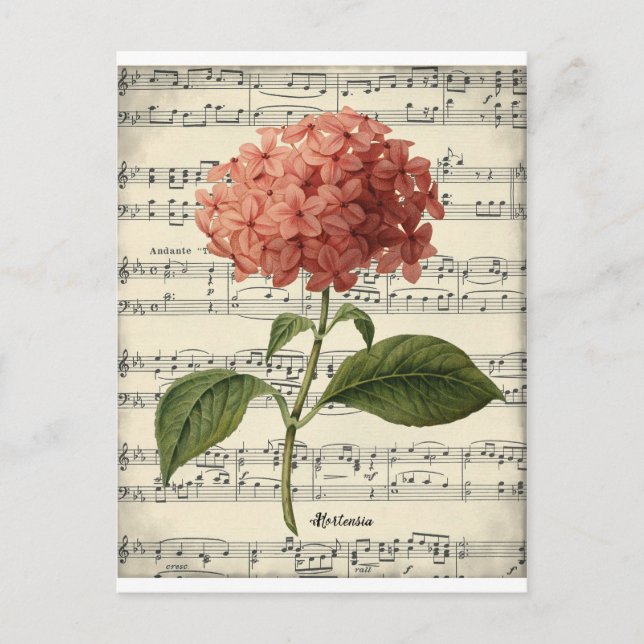 Vintage botanical postcard with pink hortensia (Front)