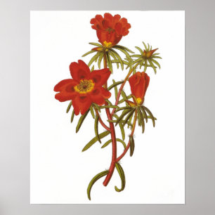 Vintage Botanical Poster