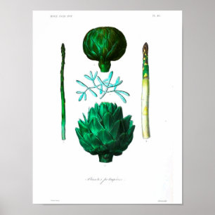 Vintage Botanical Poster - Artichoke