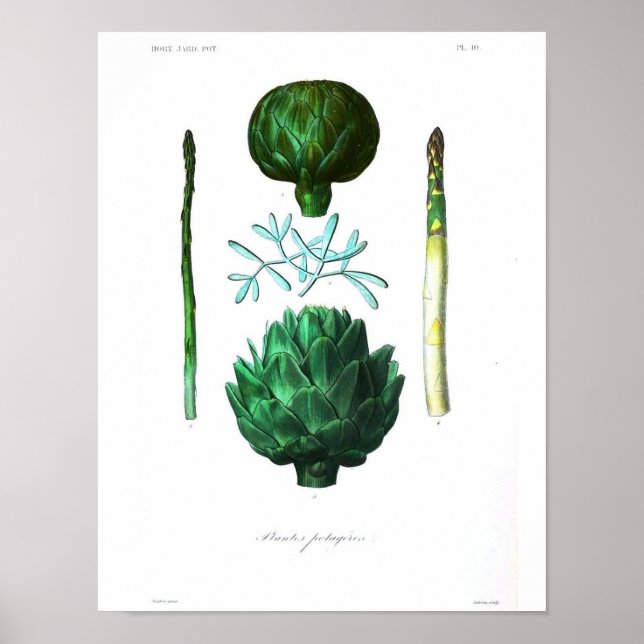 Vintage Botanical Poster - Artichoke (Front)
