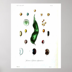 Vintage Botanical Poster - Beans