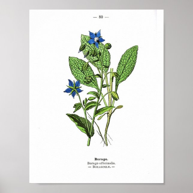 Vintage Botanical Poster - Borage (Front)