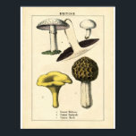 Vintage Botanical Poster - British Mushroom<br><div class="desc">Vintage botanical print of mushroom / fungi. A perfect poster for your sweet home,  and as housewarming gift.</div>
