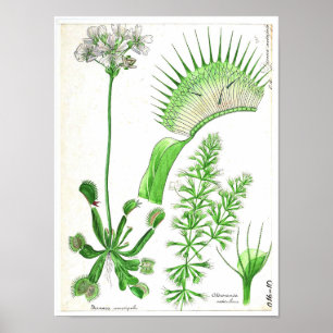 Vintage Botanical Poster - Carnivorous Plant