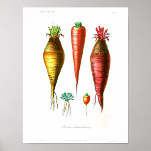 Vintage Botanical Poster - Carrots