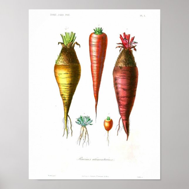 Vintage Botanical Poster - Carrots (Front)