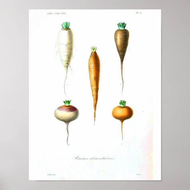 Vintage Botanical Poster - Carrots (Front)