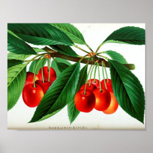 Vintage Botanical Poster - Cherries