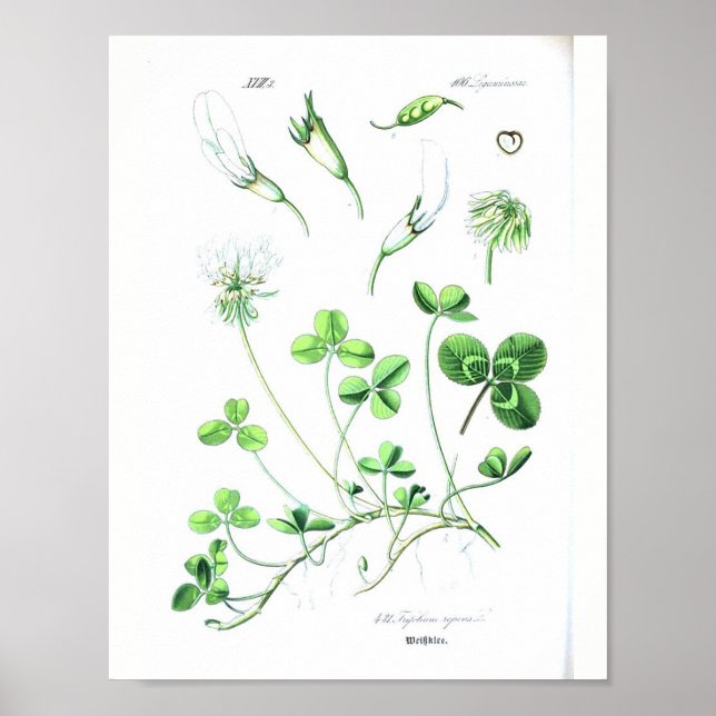Vintage Botanical Poster - Clover (Front)