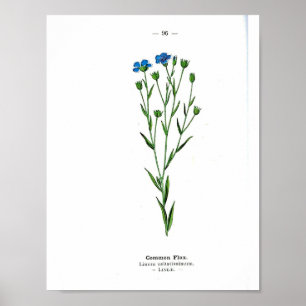 Vintage Botanical Poster - Common flax
