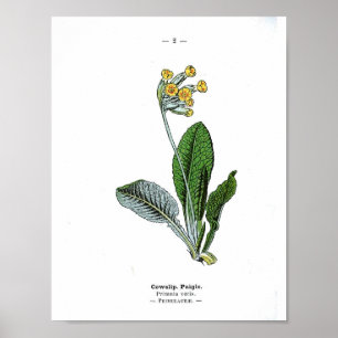 Vintage Botanical Poster - Cowslip