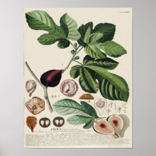 Vintage Botanical Poster - Fig