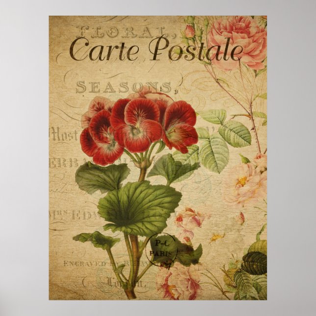Vintage Botanical Poster - French Pelargonium (Front)