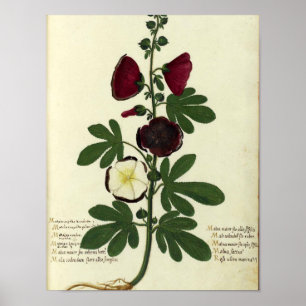 Vintage Botanical Poster - Hollyhock