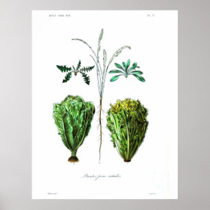 Vintage Botanical Poster - Lettuce