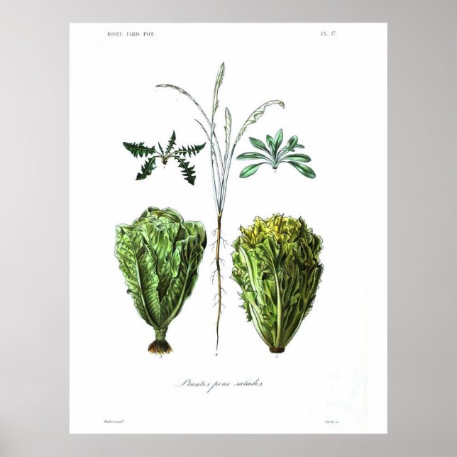 Vintage Botanical Poster - Lettuce (Front)