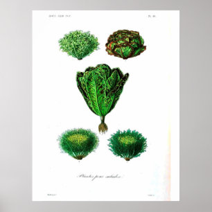 Vintage Botanical Poster - Lettuce