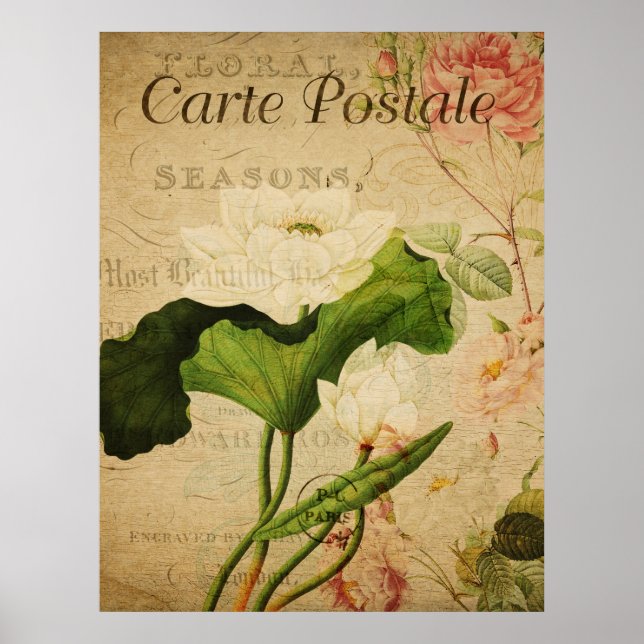 Vintage Botanical Poster - Lotus Flower (Front)