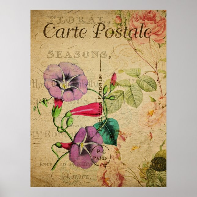 Vintage Botanical Poster - Morning Glory (Front)