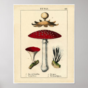 Vintage Botanical Poster - Mushroom and Fungi