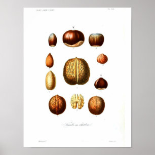 Vintage Botanical Poster - Nuts