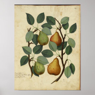 Vintage Botanical Poster - Pear