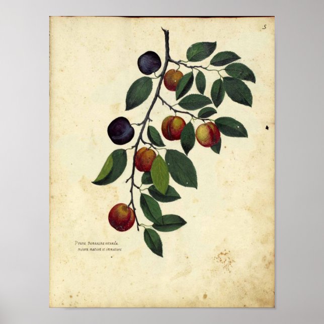 Vintage Botanical Poster - Plum (Front)